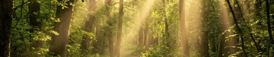 Forest trail with sunlight streaming through trees and wildflowers along the path